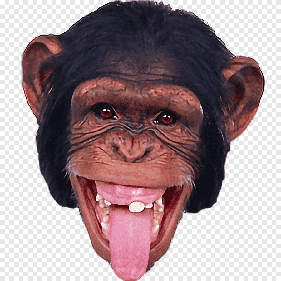 Смешные обезьяны фотошоп