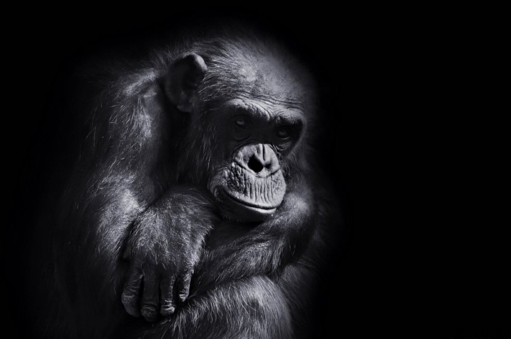 Обезьянка на черном фоне