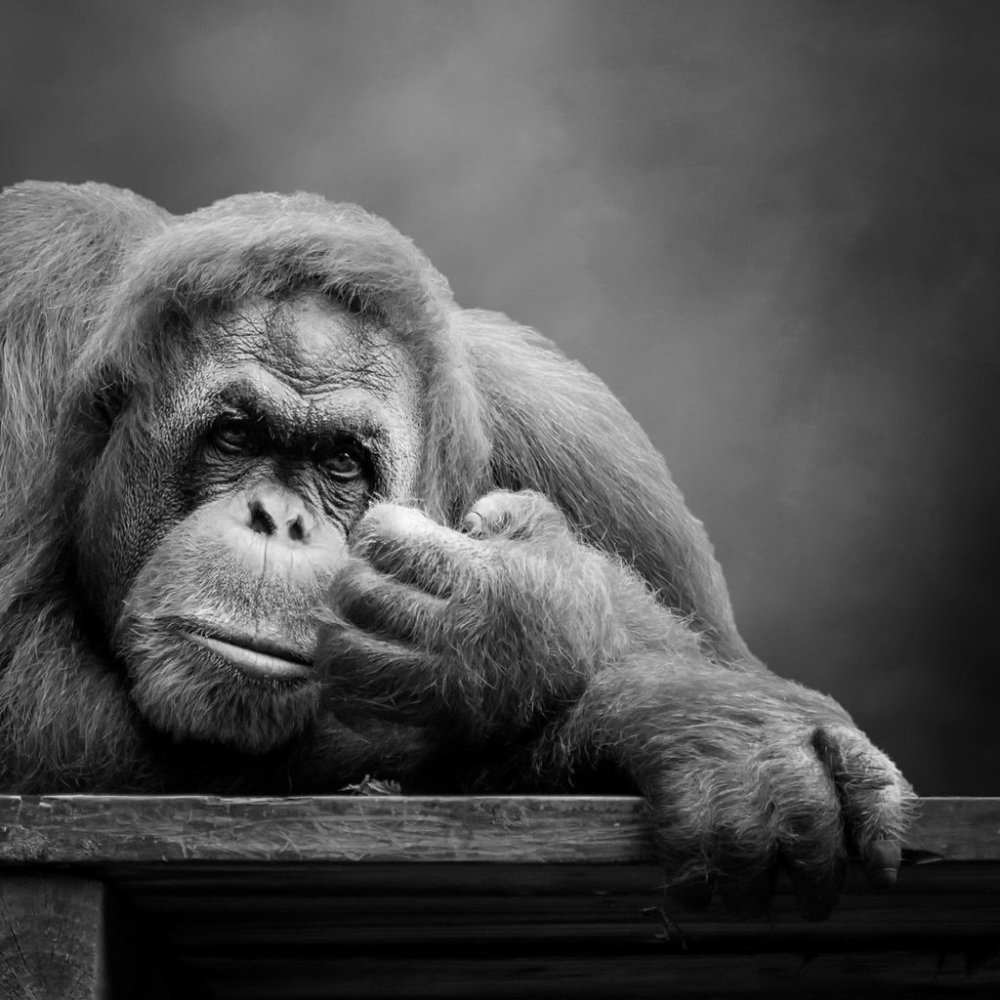 NFT обои обезьяны