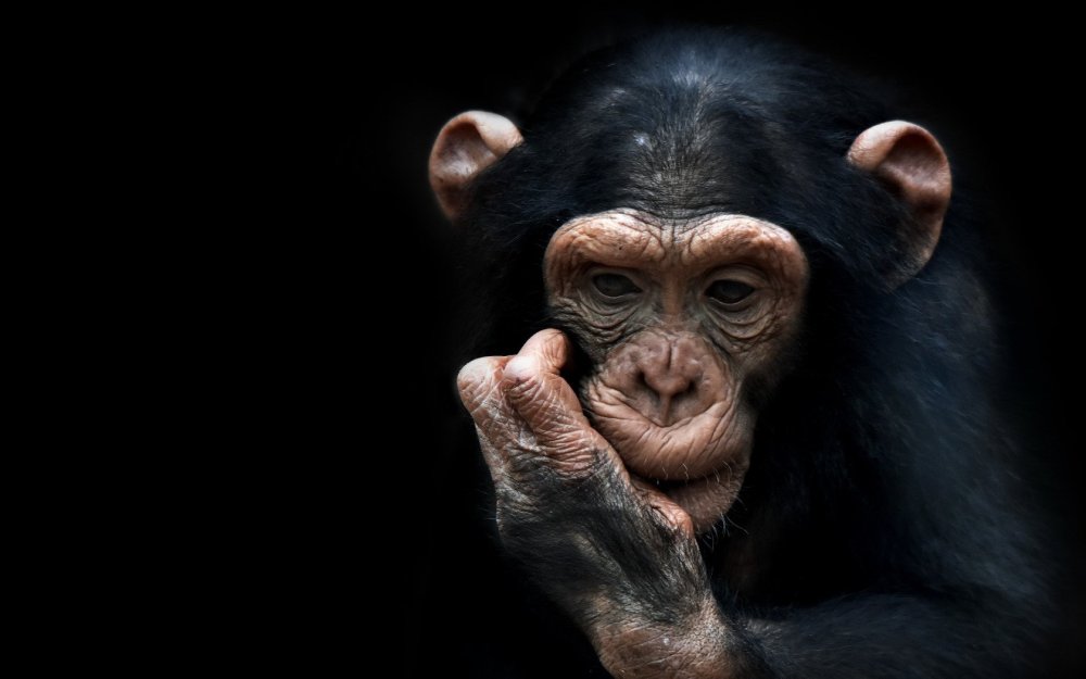 Обезьяна на темном фоне