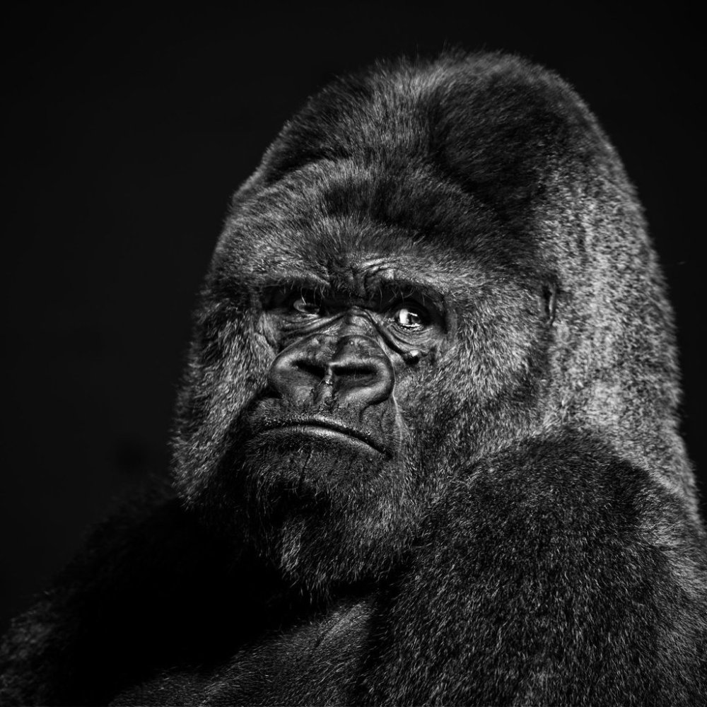 Злая горилла