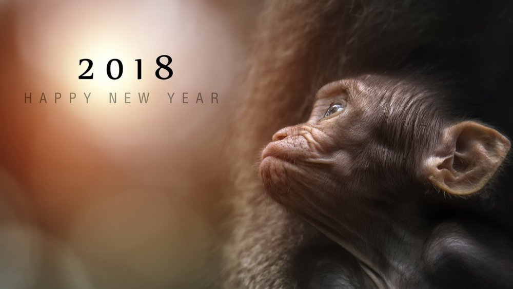 Фон обезьянки