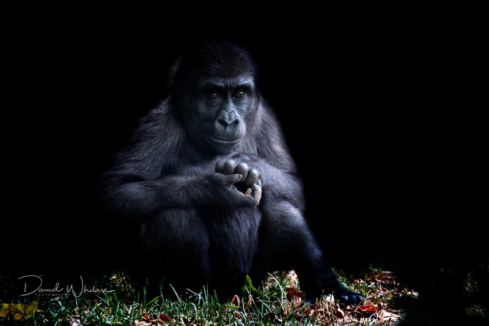 Обезьяна на темном фоне