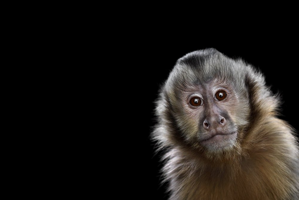 Обезьяна выглядывает