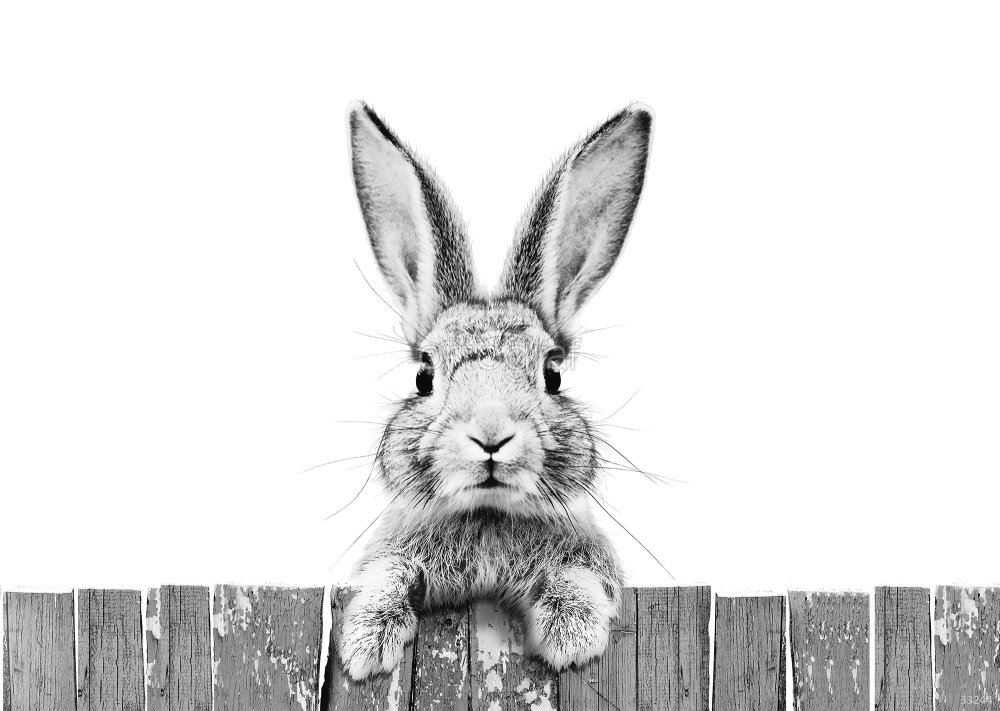 Фотообои с зайцами