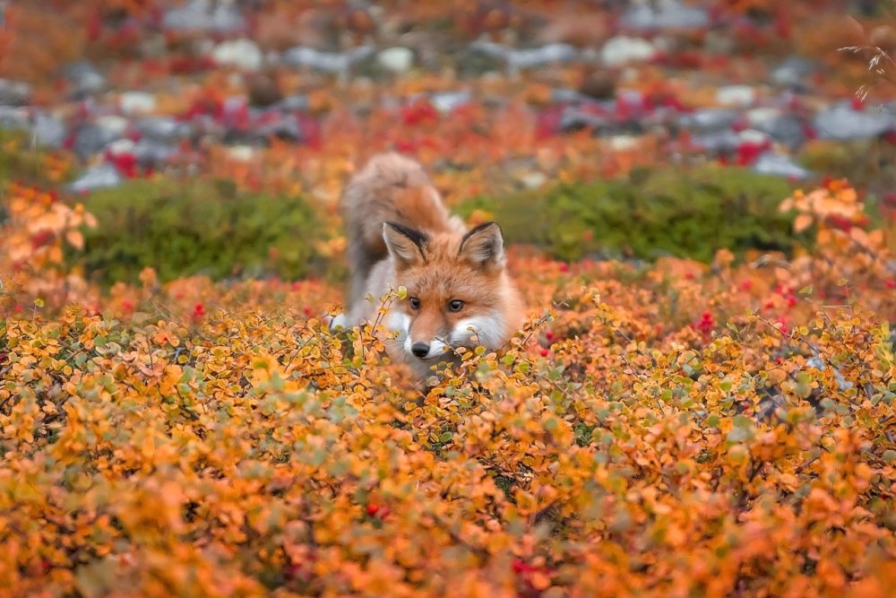 Животные тундры и осень