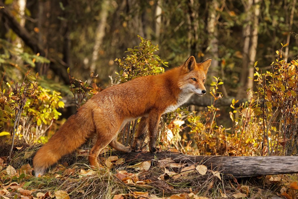Лисица в лесу