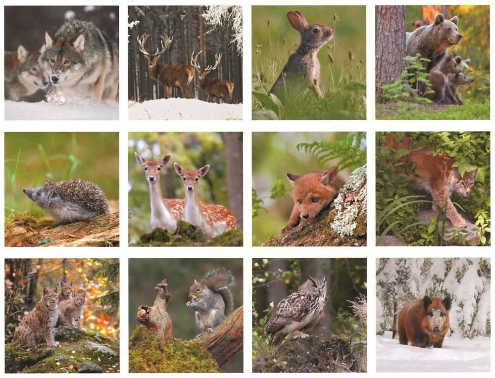 Животные леса коллаж