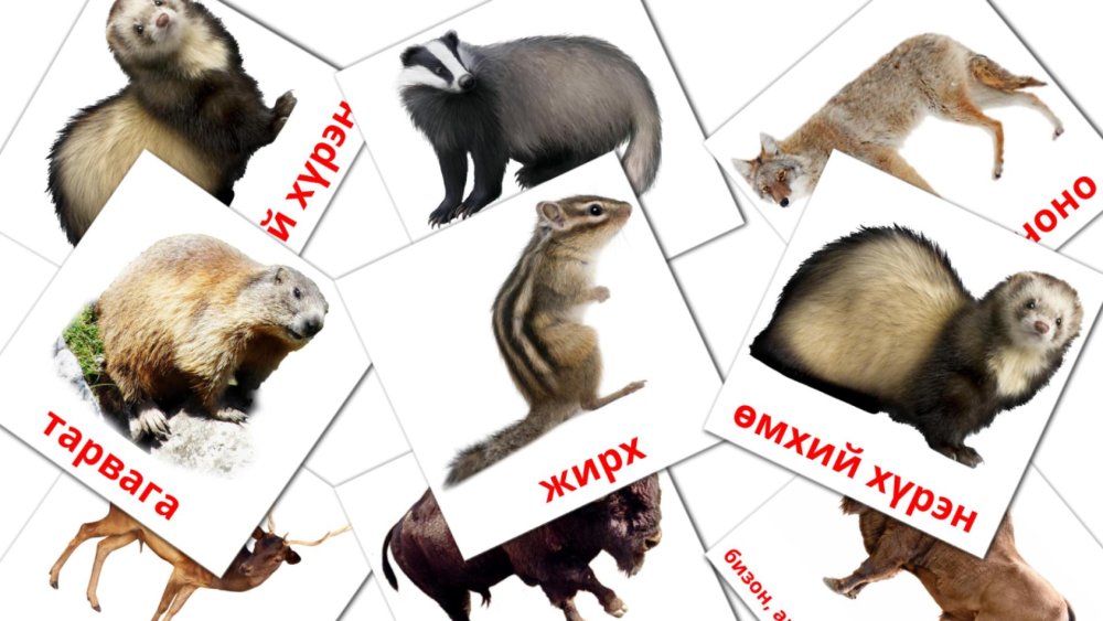 Животный мир смешанных лесов и широколиственных лесов в России