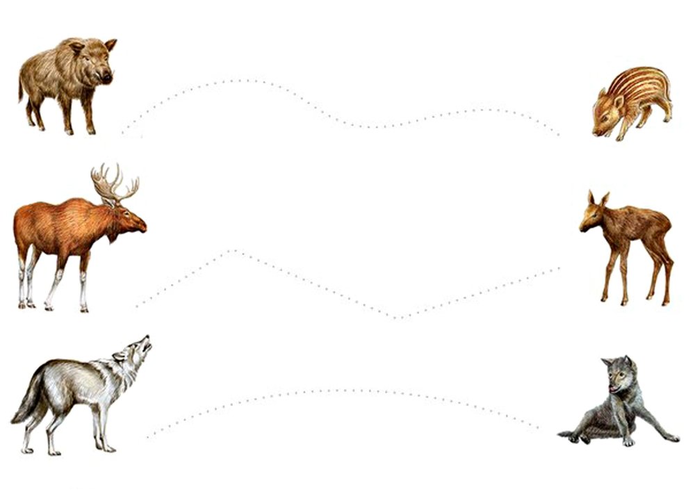 Задания про диких животных