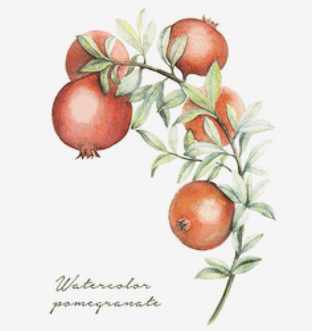 Ветка граната акварелью