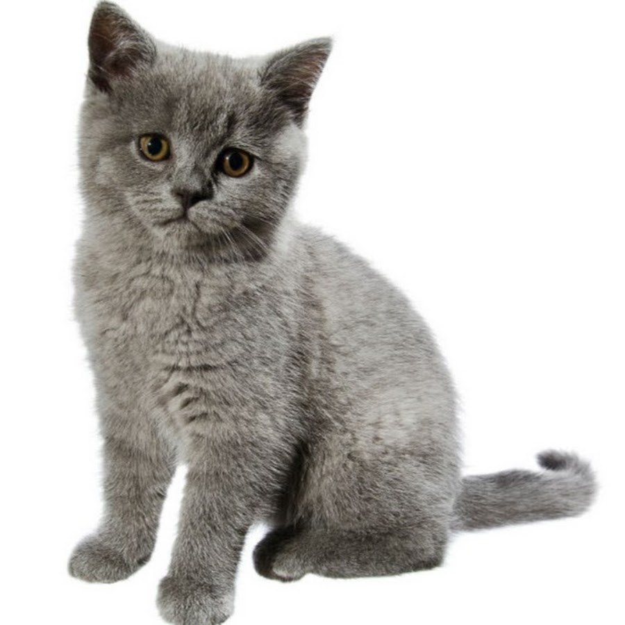 Британская короткошёрстная кошка