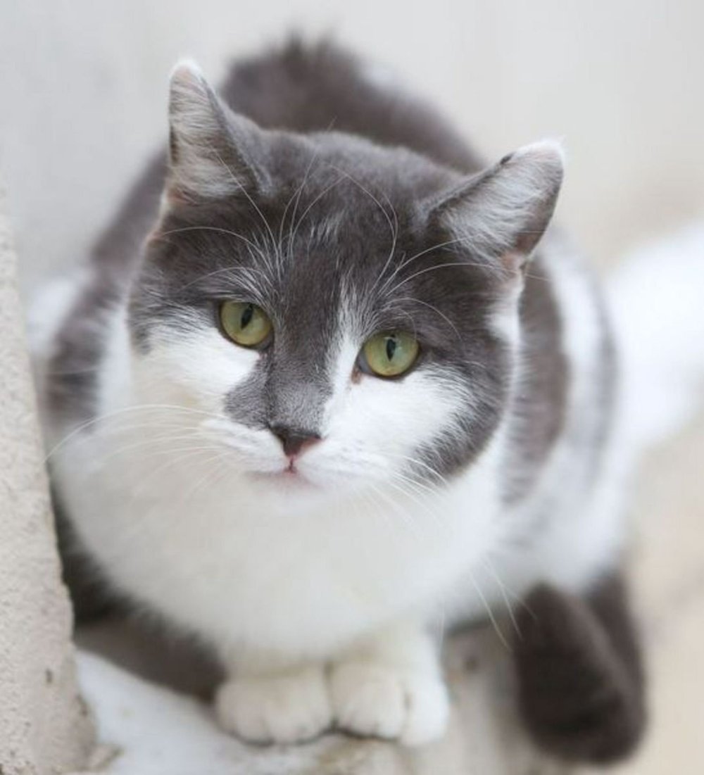 Бело серая кошка