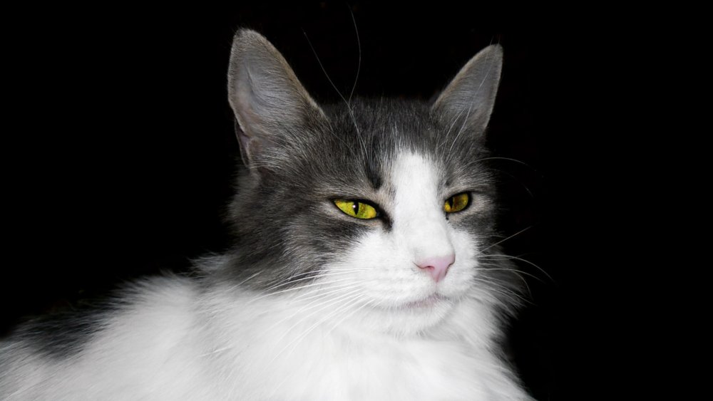 Серо белая кошка