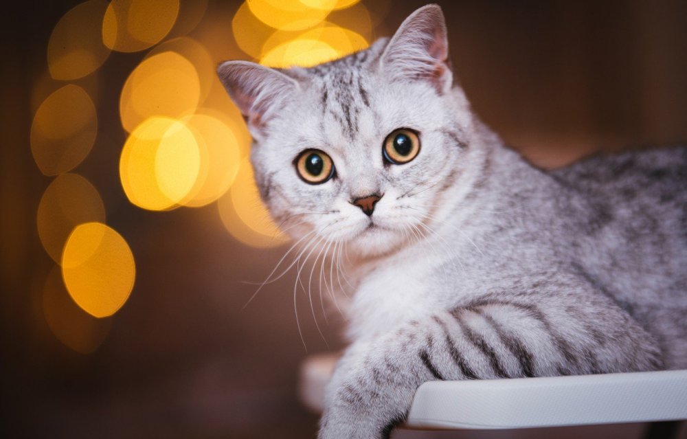 Британский кот полосатый серый