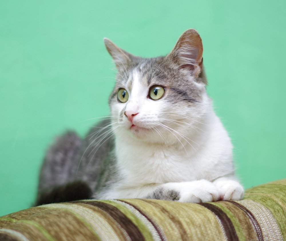 Серо белая кошка