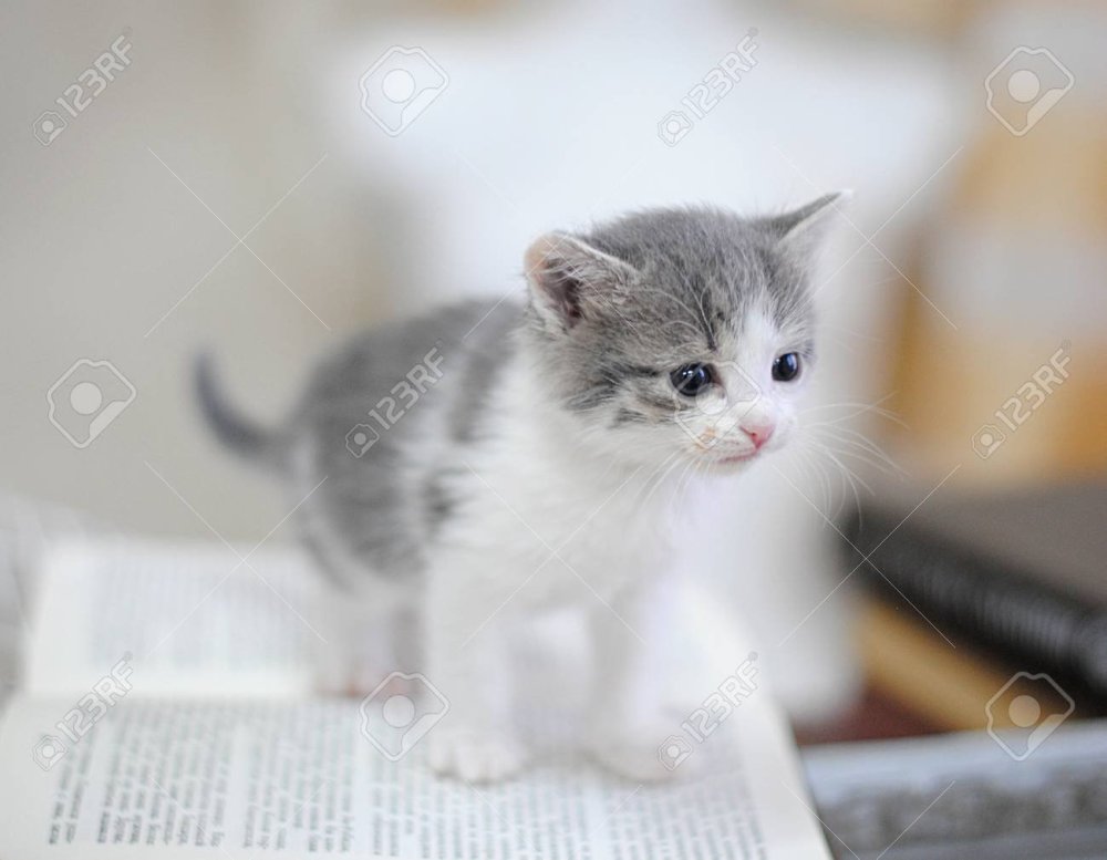Котёнок маленький серый белый