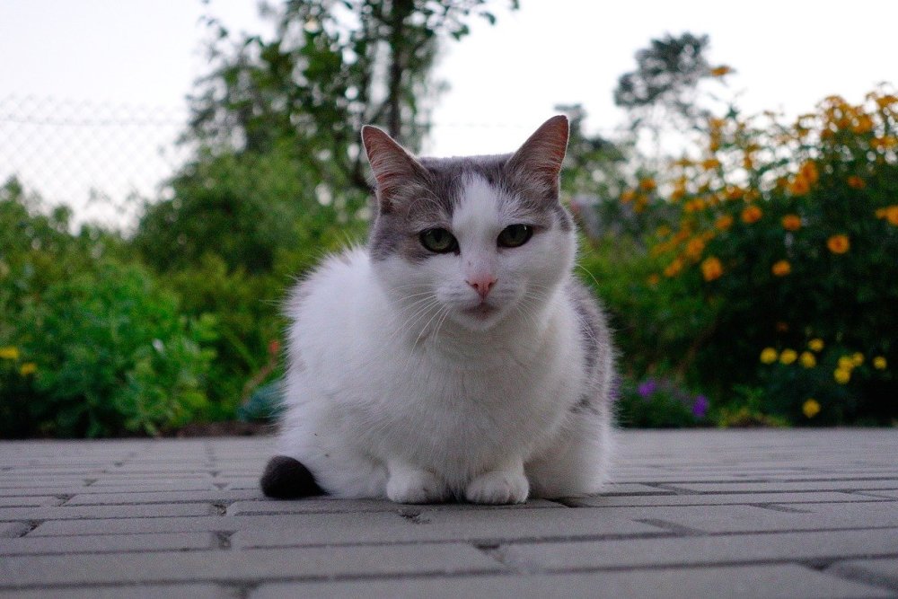 Бело серый кот