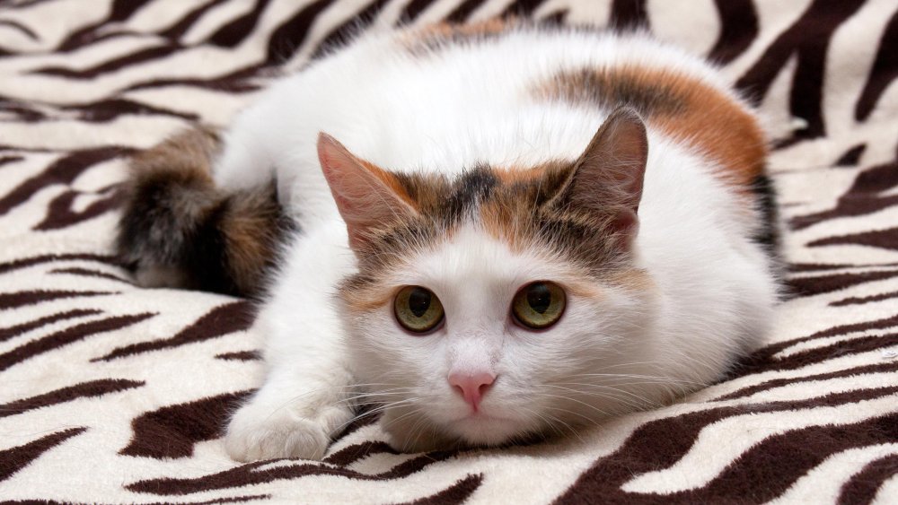 Белая трехцветная кошка