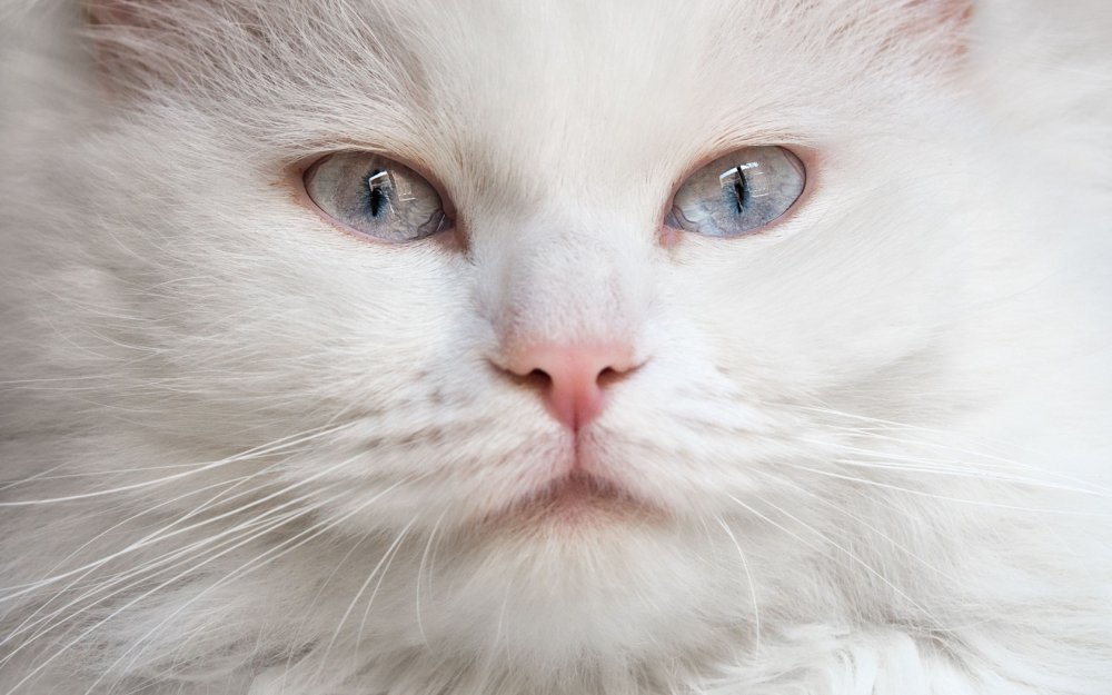 Белый пушистый кот с голубыми глазами