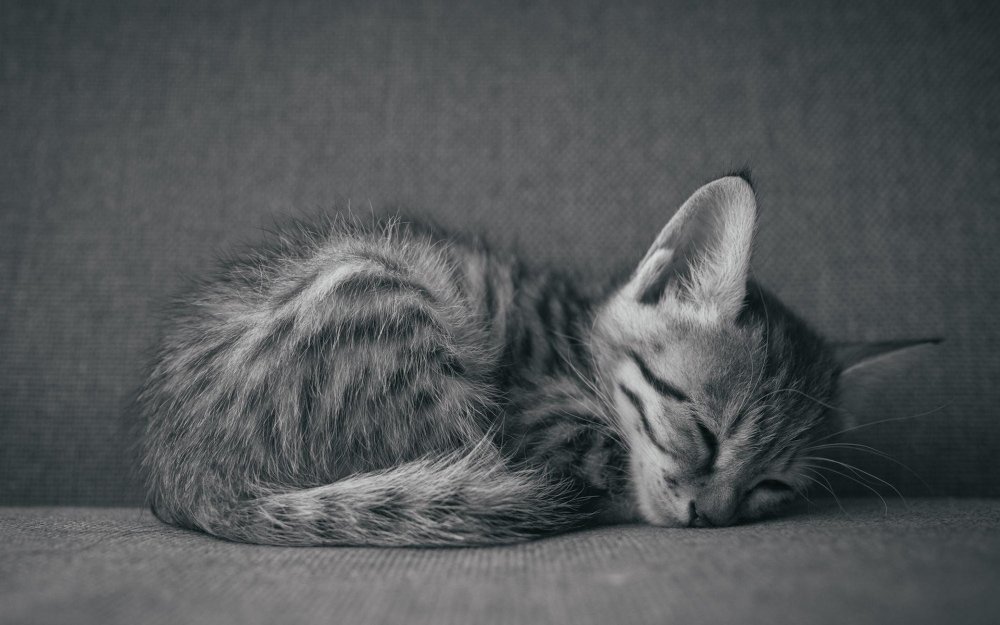 Кошка спит