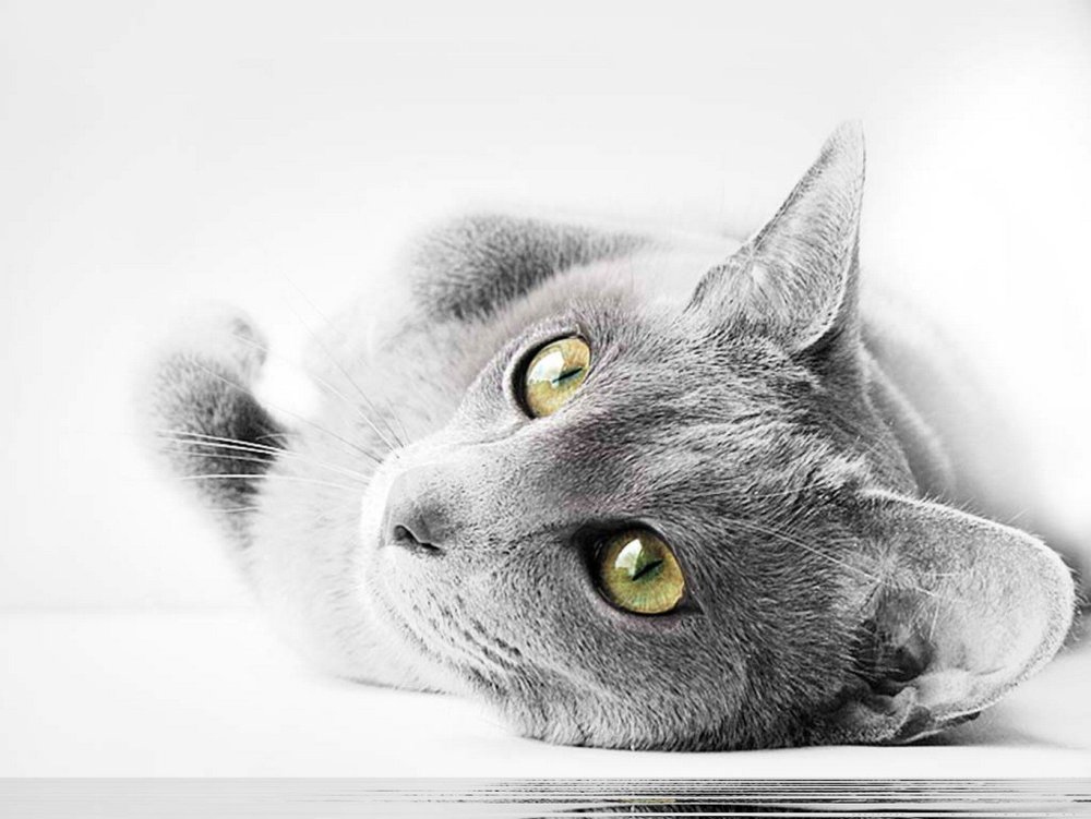 Серая кошка на сером фоне