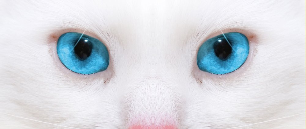 Као мани кошка