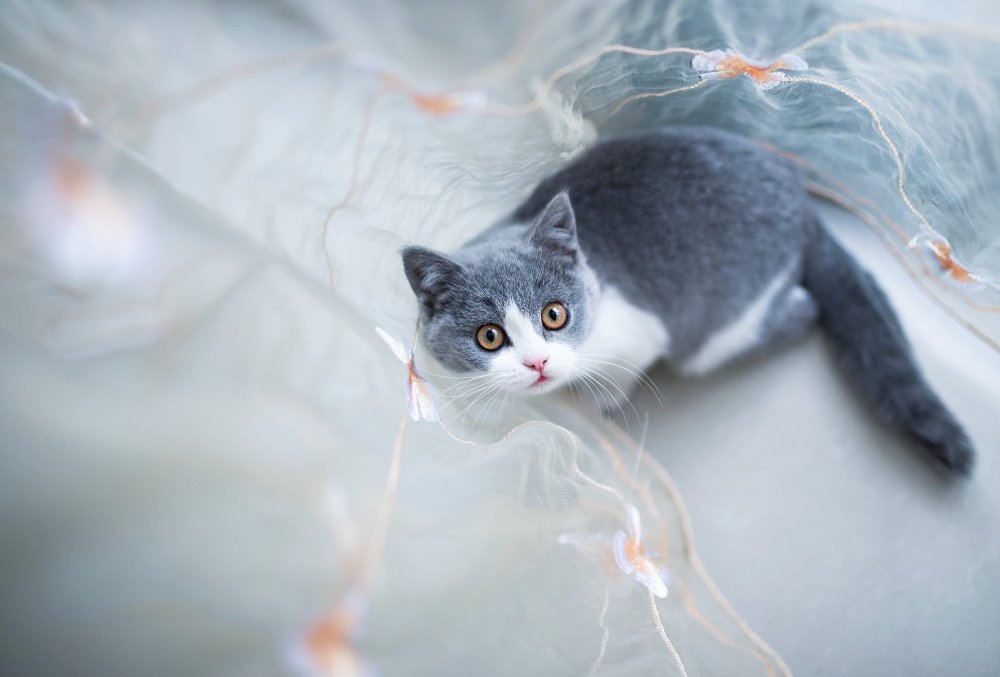 Котик на сером фоне