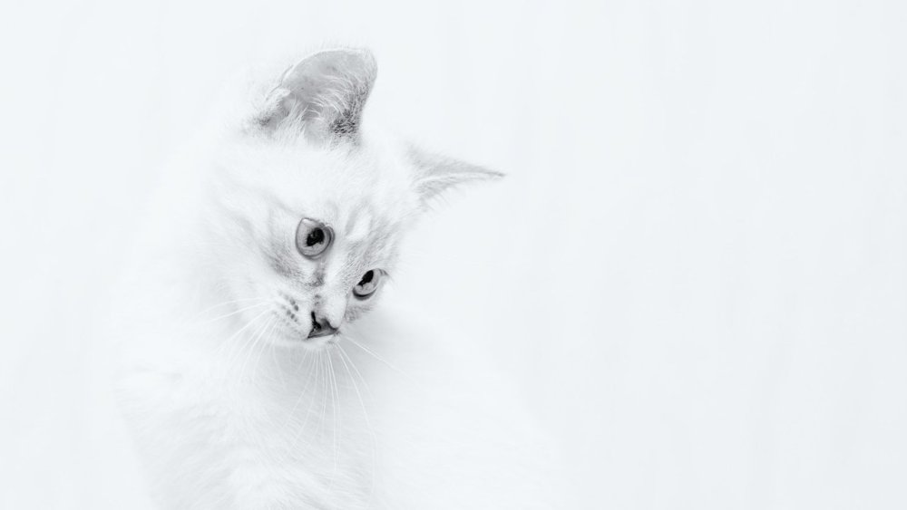 Обои на рабочий стол белый кот