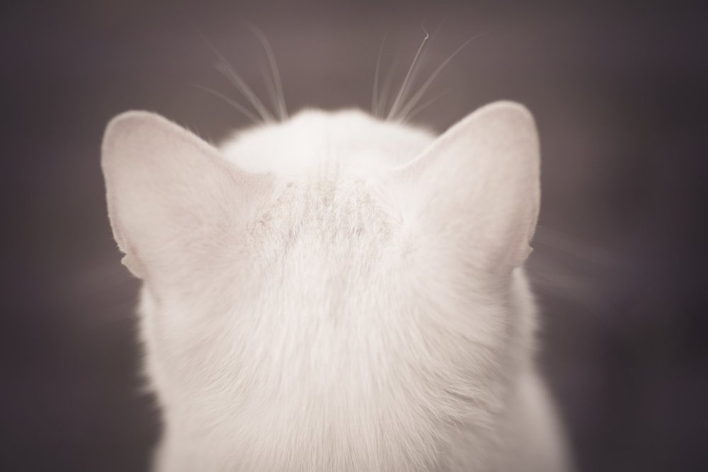 Ушки кота белые