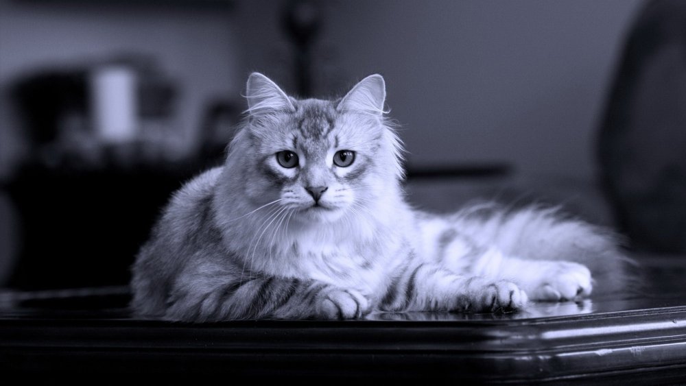 Сибирская кошка серая с белым