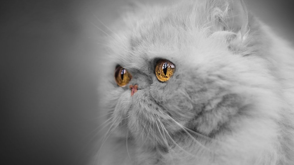 Пушистая морда