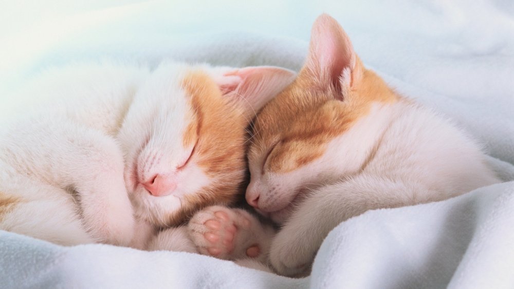 Котики в обнимку