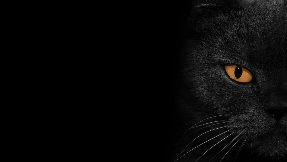 Кошка на темном фоне