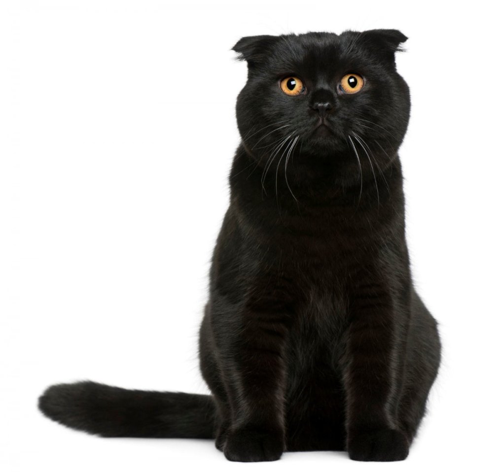 Шотландская вислоухая кошка