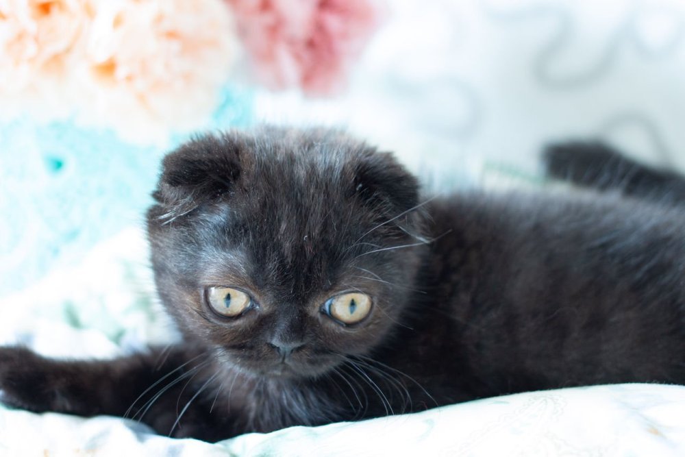 Шотландская вислоухая кошка черная