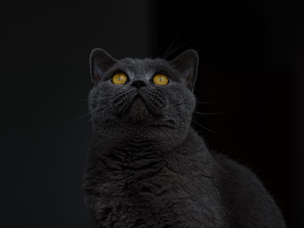 Барсик британец кот британец