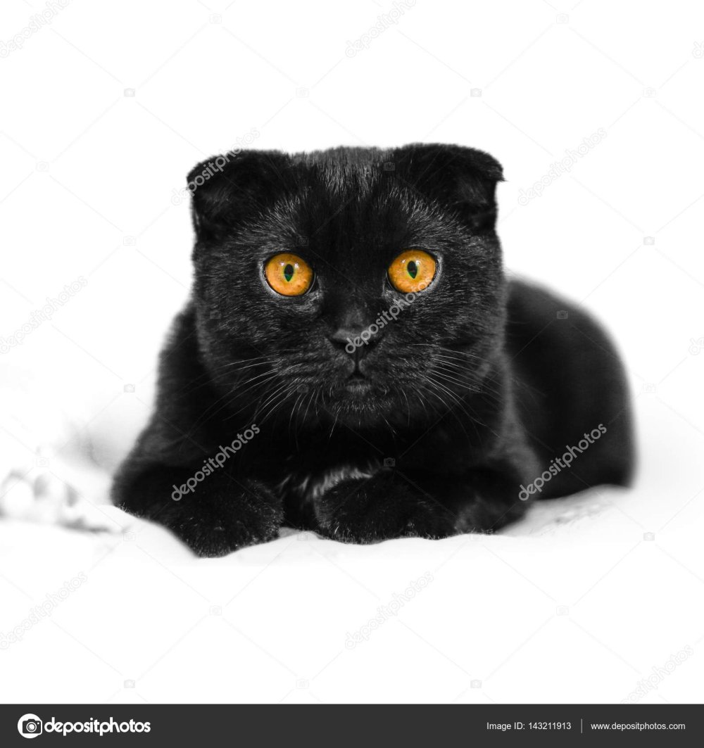 Шотландская вислоухая кошка черная с желтыми глазами