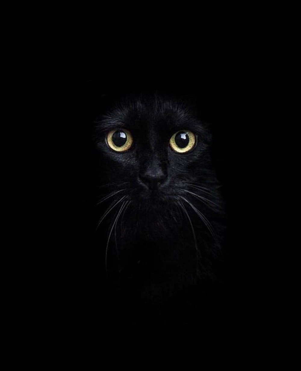 Вислоухий кот на темном фоне