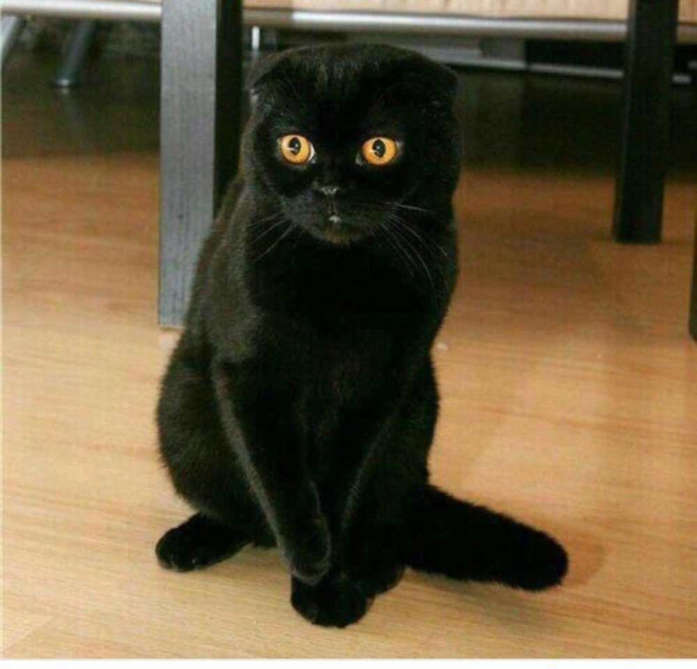 Шотландская вислоухая кошка черная