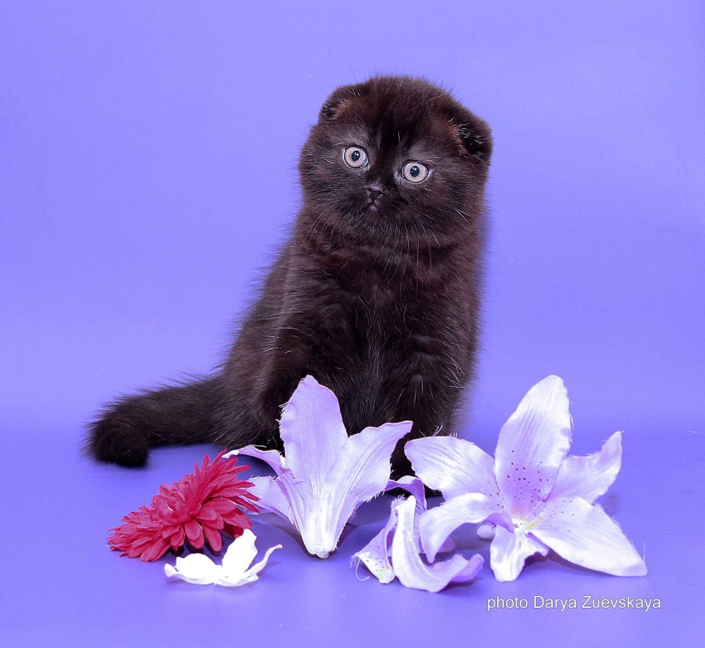 Шотландская вислоухая кошка черная