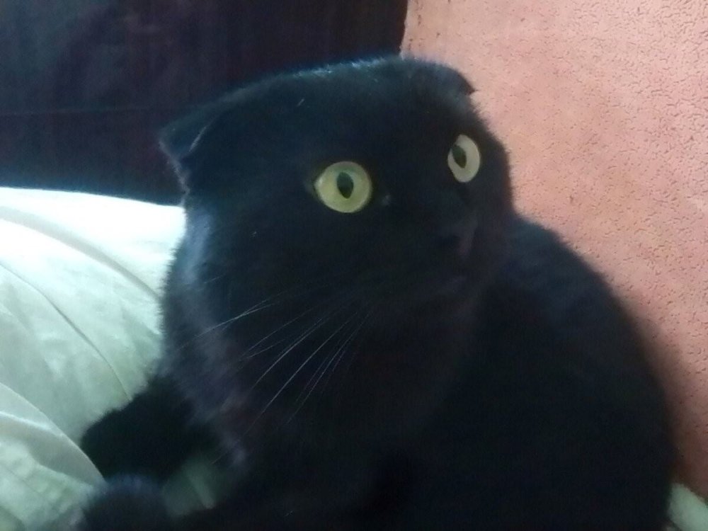 Чёрный вислоухий кот с жёлтыми глазами