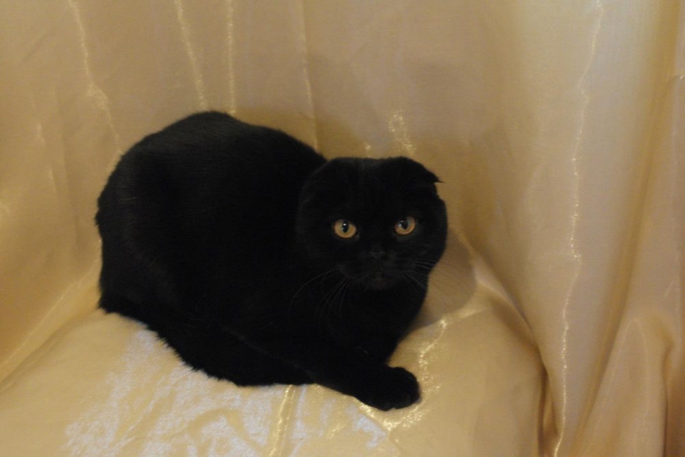 Шотландский вислоухий эбони