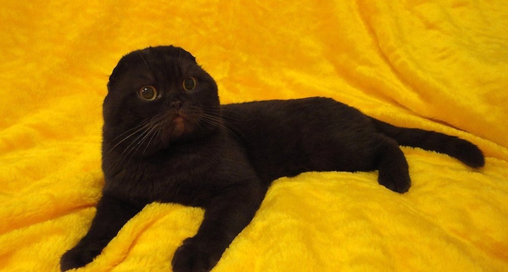 Скоттиш Лайт вислоухий черный