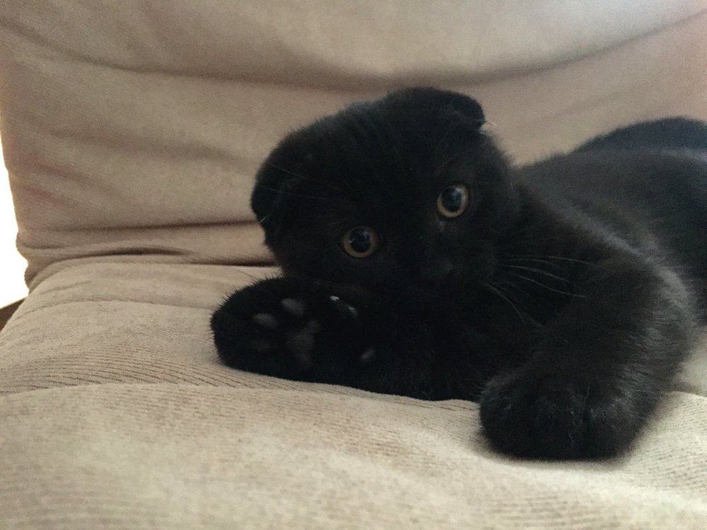 Британский вислоухий кот черный