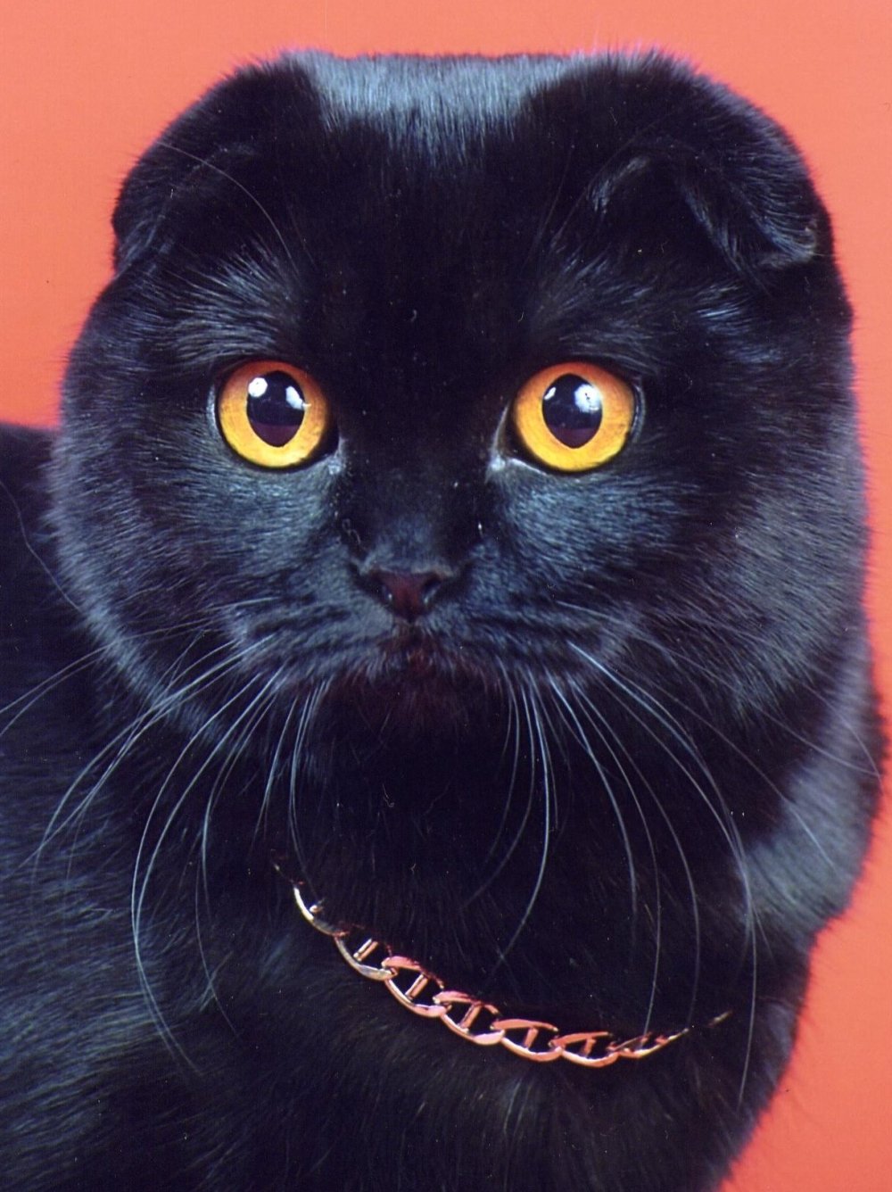 Шотландская вислоухая кошка черная