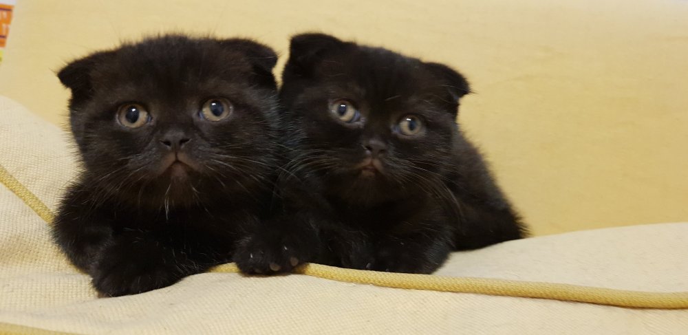 Британская кошка вислоухая черная и Шотландская чёрная отличия
