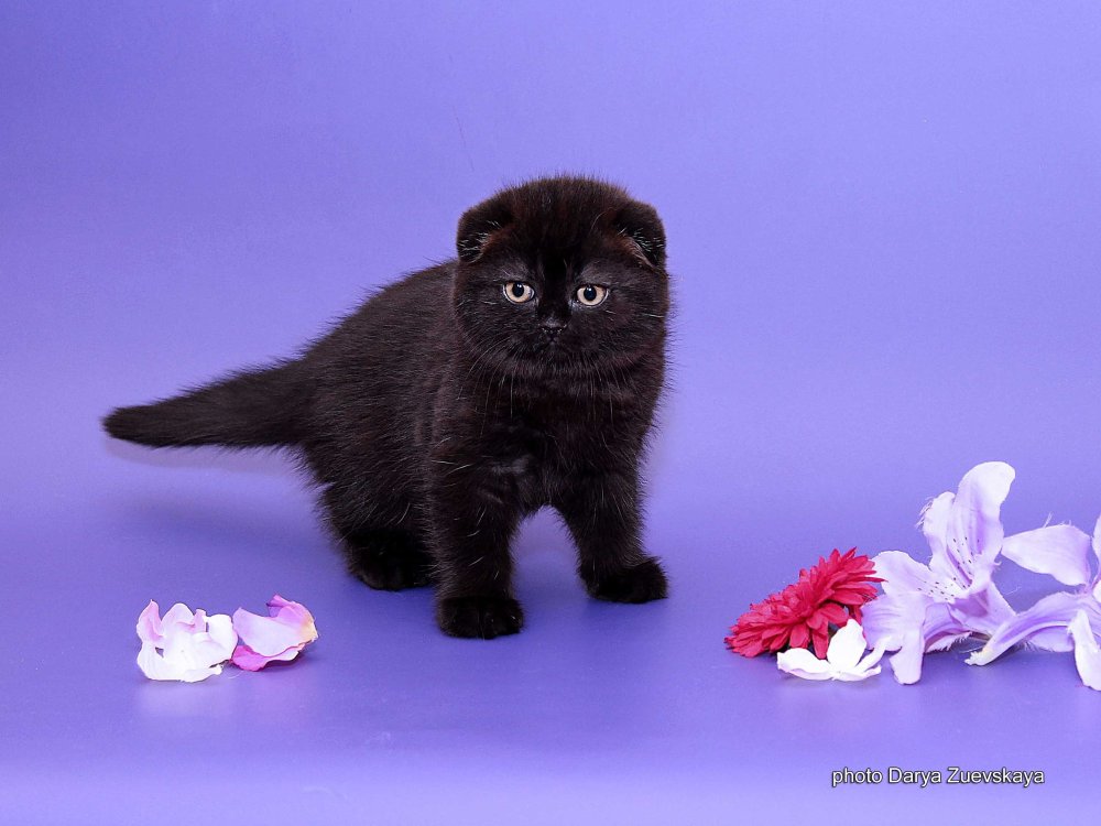 Британский вислоухий котенок черный