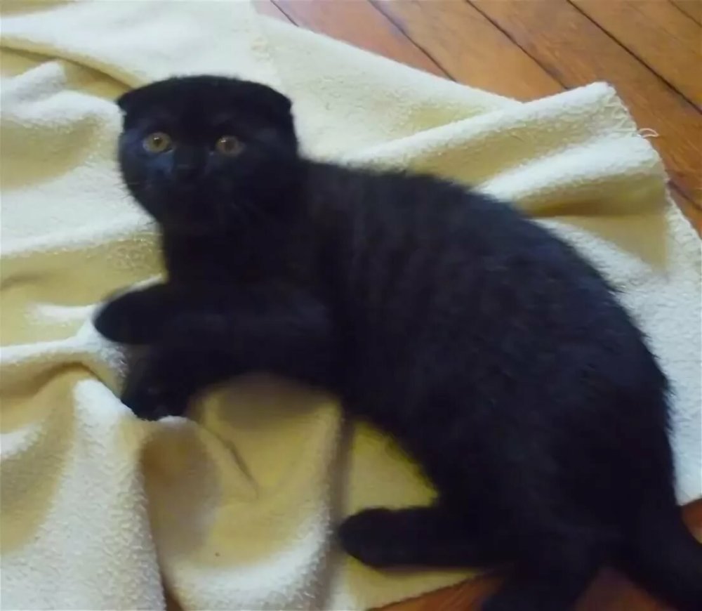 Скоттиш Лайт вислоухий черный