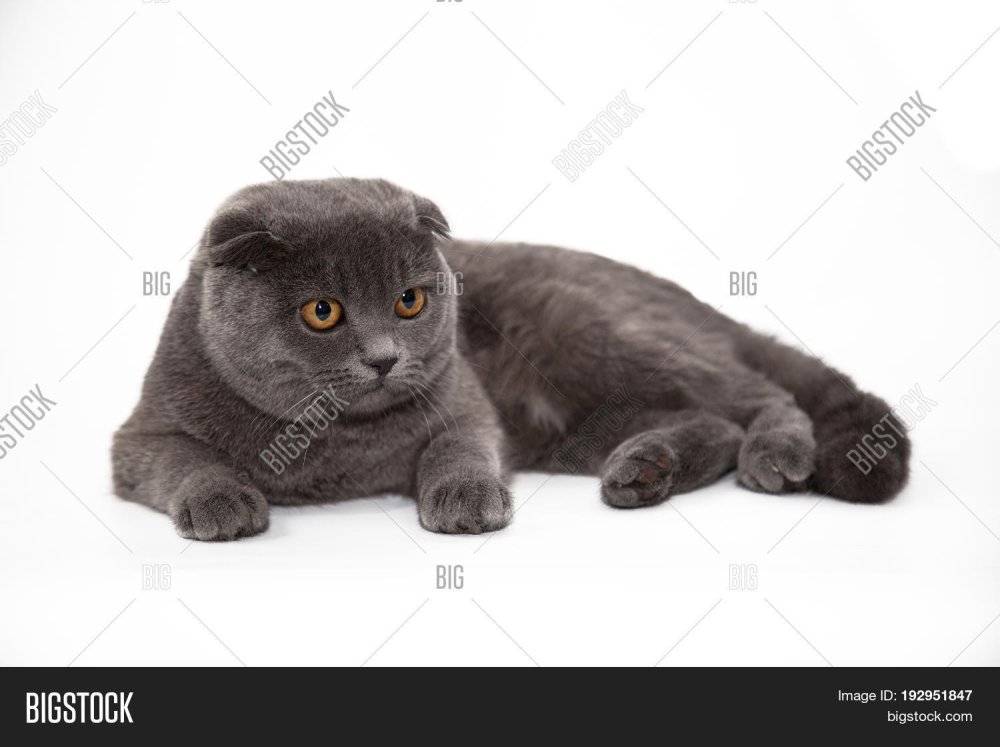 Кот шотландец на белом фоне